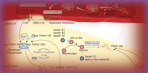 Blood Coagulation Pathway and Resources