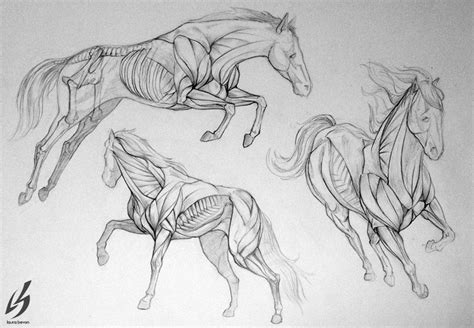 Horse Anatomy by LauraBevon on DeviantArt