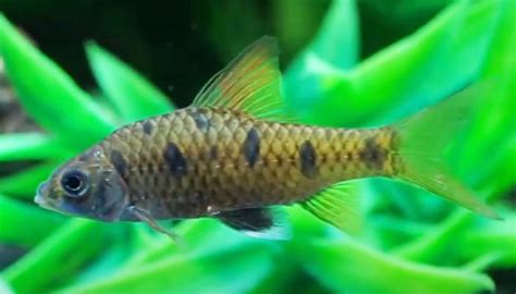 20+ Different Types of Barb Fish (With Pictures) - You Should Know About