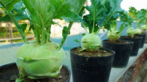 Growing Kohlrabi Easily On The Terrace, How To Effectively Plant And ...