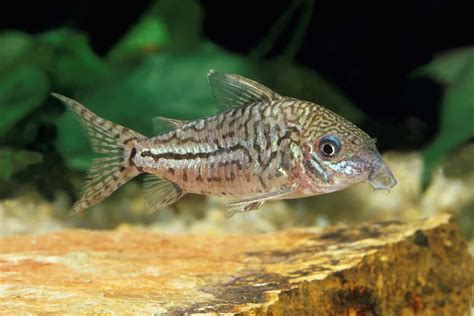 Top 12 Best Cory Catfish Types To Get For Your Aquarium