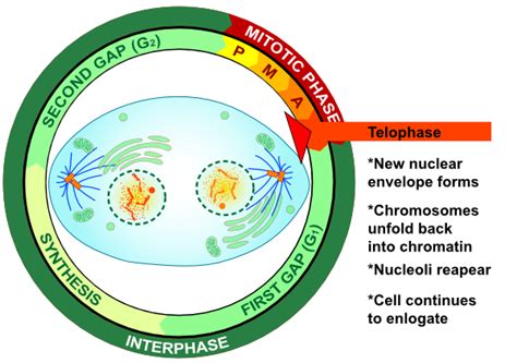 Telophase Procariotic Mitosis Clip Art at Clker.com - vector clip art ...