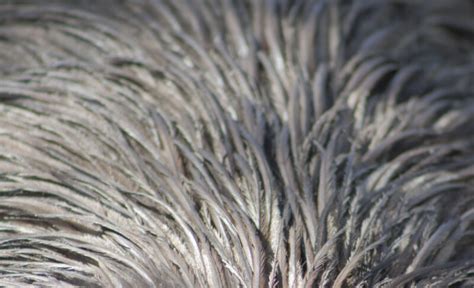 Emu Feathers | ClipPix ETC: Educational Photos for Students and Teachers