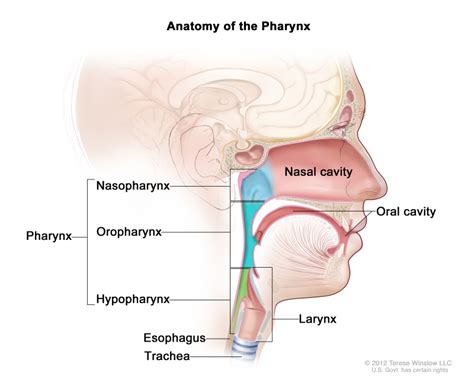 [Figure, Anatomy of the pharynx (throat)...] - PDQ Cancer Information ...