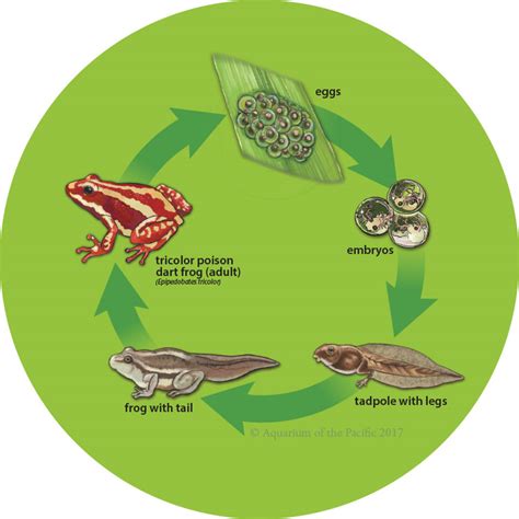 Tricolor Poison Dart Frog Life Cycle by changewinds on DeviantArt