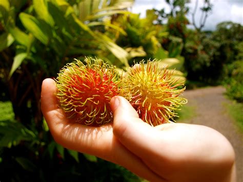 It’s Rambutan Season! - Green Living Ideas