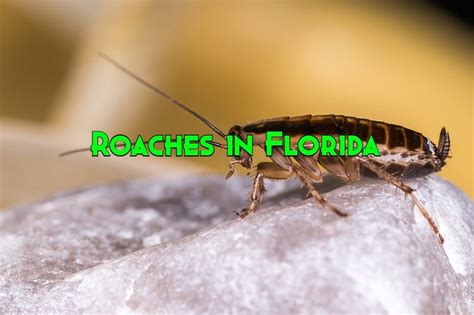 30 Common Roaches In Florida (With Pictures)