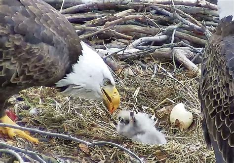 Pittsburgh's second bald eagle egg of the year hatches in Hays ...