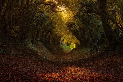 Tree Tunnels | Tree tunnel, Landscape, Nature