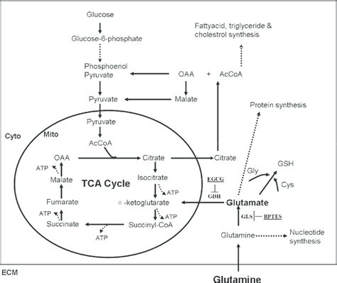 Simplified schematic of glutamine metabolism. Reactions within the box ...