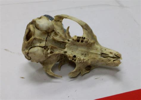 Gavilan Hills Blog: Squirrel Skull