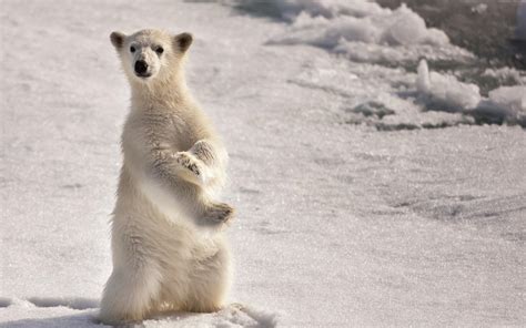 Polar Bear In The Snow wallpaper | animals | Wallpaper Better