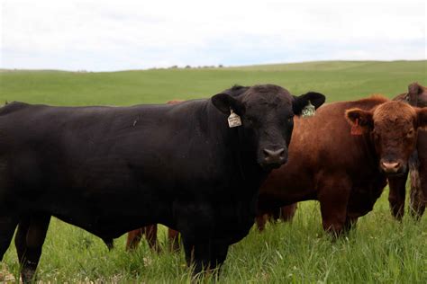 AngusONE: EPD Genetic Evaluations - Canadian Angus Association