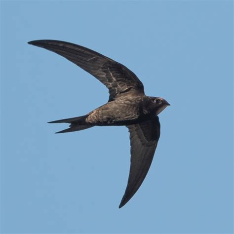 Swift | BTO - British Trust for Ornithology