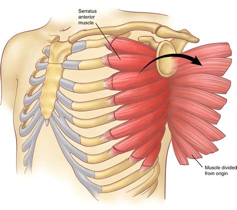 Anterior Thorax Anatomy