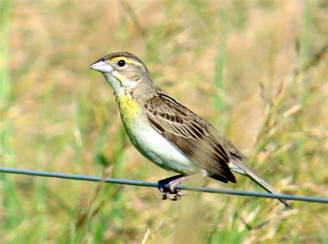 Penelopedia: Nature and Garden in Southern Minnesota: The Delight of ...