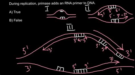 What is the primer and what is the function of primase? - YouTube