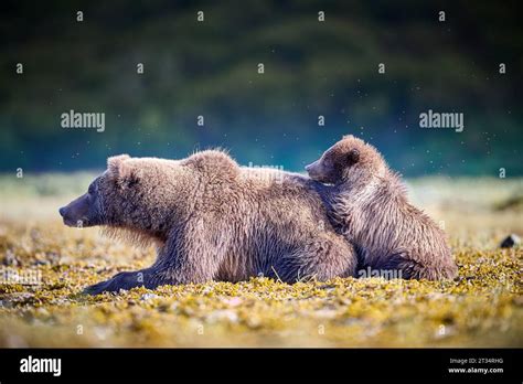 Bear cub with its mother ALASKA THE CUTEST images of Kodiak cubs ...