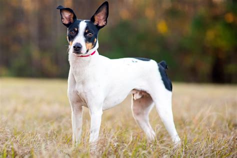 Rat Terrier: Dog Breed Characteristics and Care