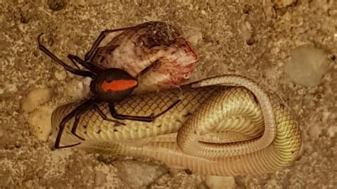 This Australian Redback Spider Devoured A Venomous Snake - Great Lakes ...