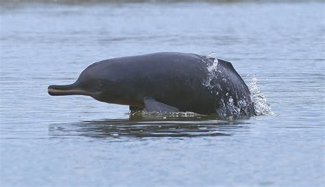 Ganges river dolphin - Whale & Dolphin Conservation USA