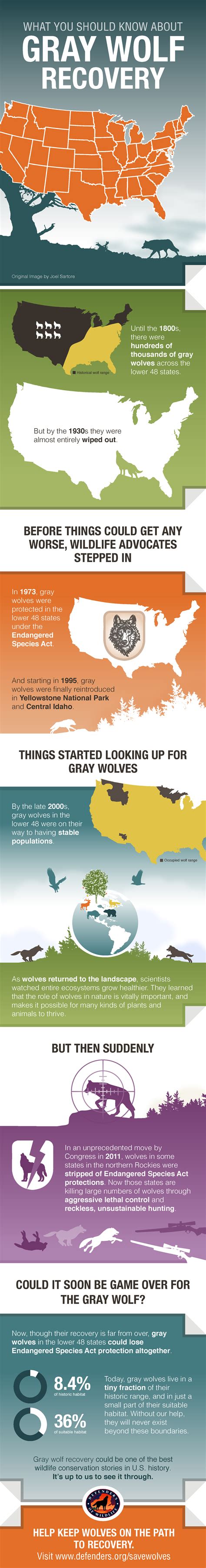 The War On Wolves | Gray Wolf Recovery Infographic | Defenders of Wildlife