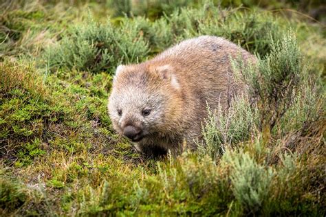 Wombat » Características, Alimentación, Hábitat, Reproducción, Depredadores