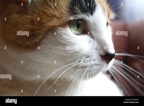 Calico cat face close up Stock Photo - Alamy