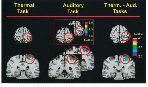 Somatosensory Cortex | Semantic Scholar