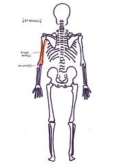 alla Poppy: Movement and Muscles at the Elbow flexion and extension