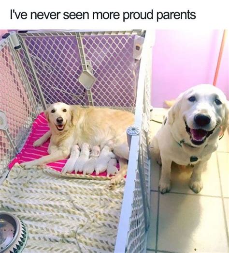 Proudest Parents | Dog memes, Funny dog memes, Funny animals