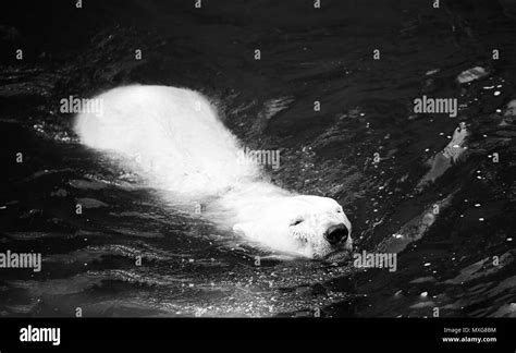 Cute polar bear swimming Black and White Stock Photos & Images - Alamy