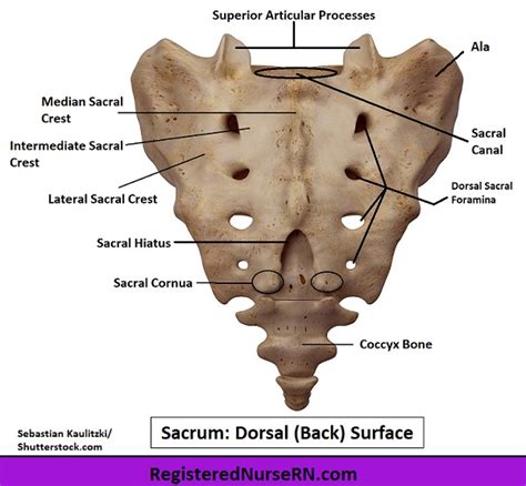 Sacrum Anatomy: Learn the Sacrum Bone (Images, Video, Notes)