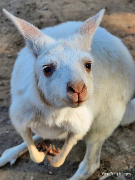 "White Kangaroo" by Geoffrey Higges | Redbubble