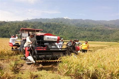 Panen Padi dan Metodenya Di Pertanian Indonesia - Fakultas Pertanian ...