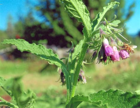 Comfrey, True (Symphytum officinalis) potted plant, organic | Strictly ...