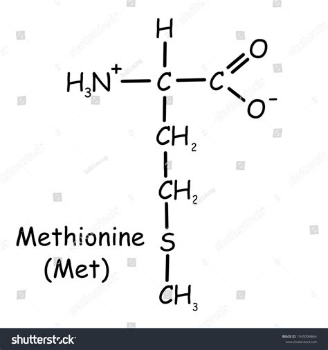 Amino Acid Chemical Structure Methionine Met Stock Illustration ...