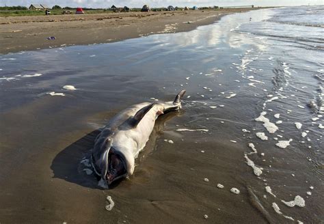 Oil Spills Dolphins