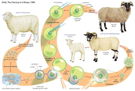 Cloning | Somatic cell, Britannica, Genetics