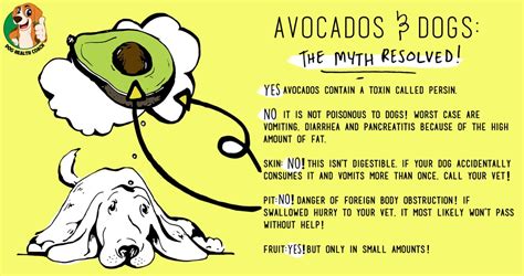 Can dogs eat Avocado or is it really a dog killer? Vet approved!