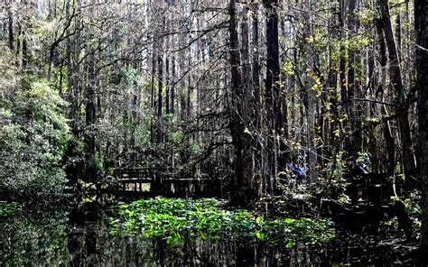 Highlands Hammock State Park | E. Adam Porter