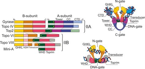 Type II topoisomerase structure. Left – variants of the enzyme domain ...