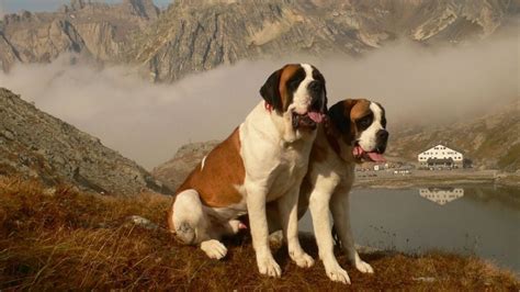 Increíble: estas son las tres razas de perros más grandes del mundo ...