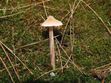 Common Mycena | This is called a Common Mycena Mushroom. It … | Flickr