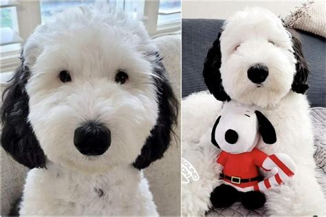 Snoopy, is that you? Canine wins Internet with its uncanny resemblance ...