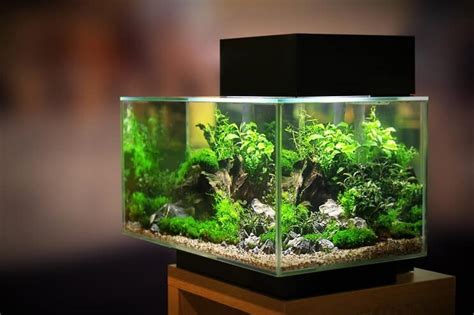 Best 20 Gallon Fish Tank and Aquariums: Setup, and Stocking Ideas ...