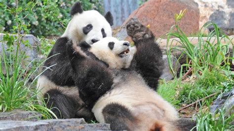 Adelaide Zoo set to use fertility treatment to help giant pandas breed ...