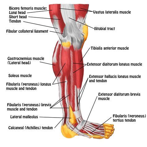 Leg Muscles Diagrams Human Anatomy in 2020 | Leg muscles diagram, Lower ...