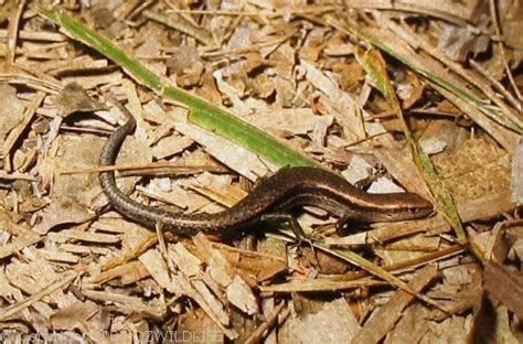 Garden Skink (Lampropholis delicata)