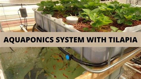 Aquaponics System with Tilapia - YouTube